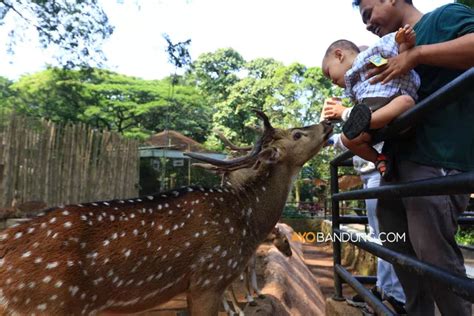 Foto Kebun Binatang Bandung Tetap Beroperasi Ditengah Sengketa Lahan