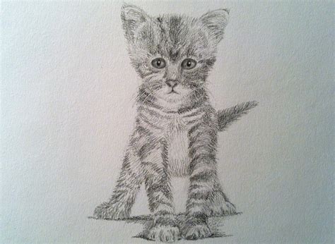 Realistic Cat Drawing at GetDrawings | Free download