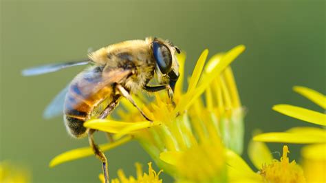 Fondos De Pantalla Flores Amarillas Abeja Insecto Nebuloso X