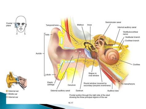 Anatomy of middle ear