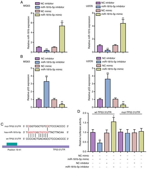 MiR181bp53 Negative Feedback Axis Regulates Osteosarcoma Cell