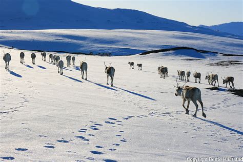 Reindeer Herding In Norway Bente Haarstad Photography