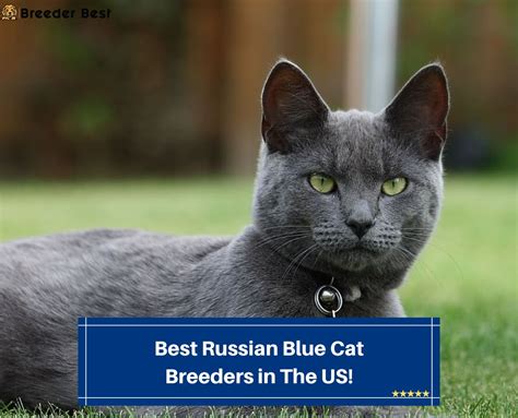 10 Best Russian Blue Cat Breeders in the United States! (2024) - Breeder Best