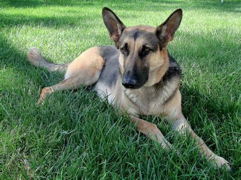 German Shepherd Health Problems & Issues | Canna-Pet®