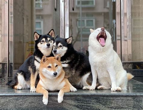 This Funny Shiba Inu Playfully Ruins Her Group Family Photos