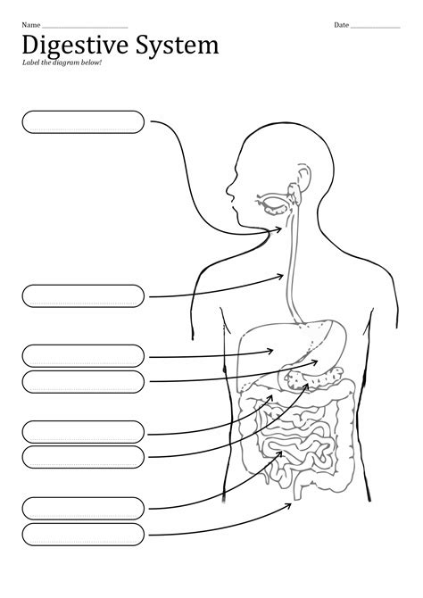 Digestive System Diagram Labeled Worksheet - Printable Calendars AT A ...