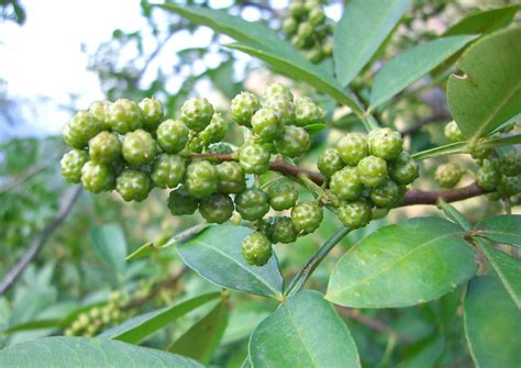 舌尖上的中国川菜中麻辣味的经典菜藤椒鱼 藤椒 鱼 川菜 新浪新闻