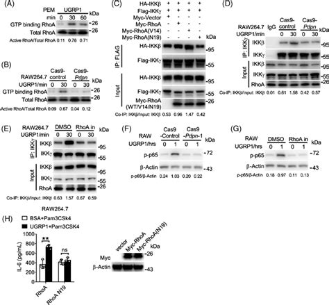 Ugrp Activates Rhoa To Enhance The Interaction Of Ikk And Ikk A