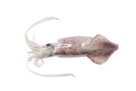 Squid Stock Photo Image Of Axon Loligo Market Squid