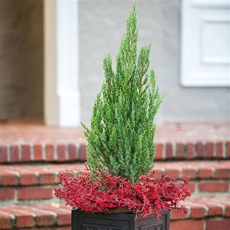 5 Fast Growing Evergreen Trees That Will Quickly Transform Your