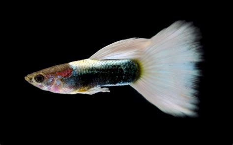 Different Types Of Guppies With Pics Fishlab Eu Vietnam