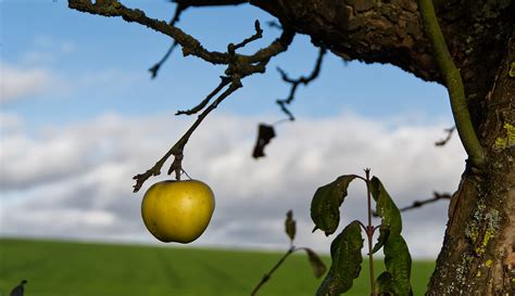 Apfelbaum Apfel Herbst Kostenloses Foto Auf Pixabay Pixabay