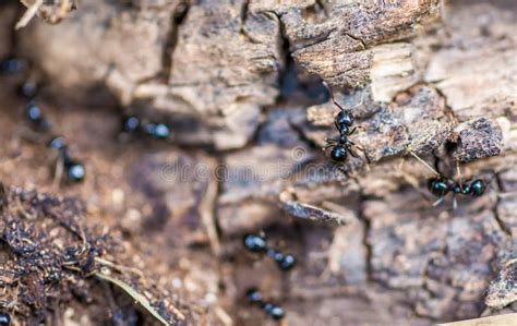 Ants run over forest floor stock image. Image of plant - 165831795