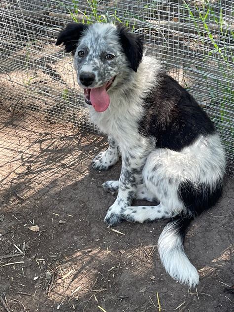 FREE : : Border Collie X Blue Heeler | Dogs & Puppies for Rehoming | St ...