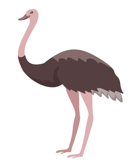 zoo animal ostrich 7