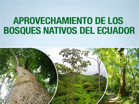 Enlace Ciudadano Nro Tema Bosques Nativos Del Ecuador Ppt