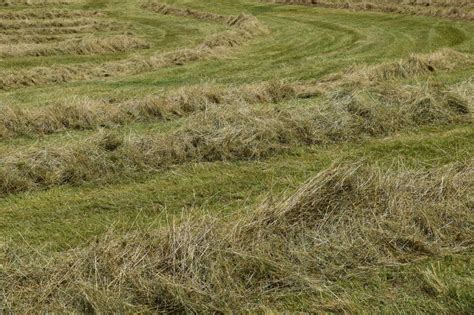 A Guide To Composting Grass Clippings Will It Compost