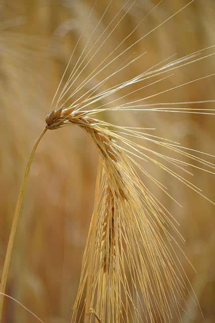 Espiga De Cebada Espiguillas Grano Foto Gratis En Pixabay Pixabay