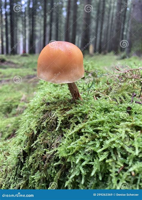 Big Cap Mushroom In Forest Surrounding Stock Image Image Of Fungi