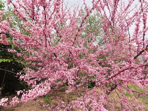 Cercis Canadensis Tennessee Pink Cercis Canadensis Eastern Redbud