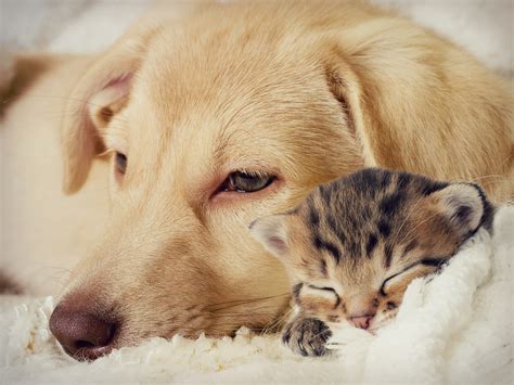 How To Help A Sick Pet Vets Now