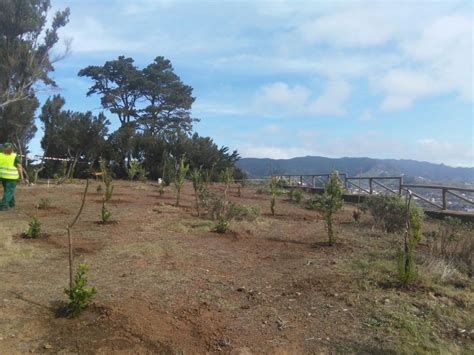 El Ayuntamiento realiza una actividad de reforestación en Mesa Mota con