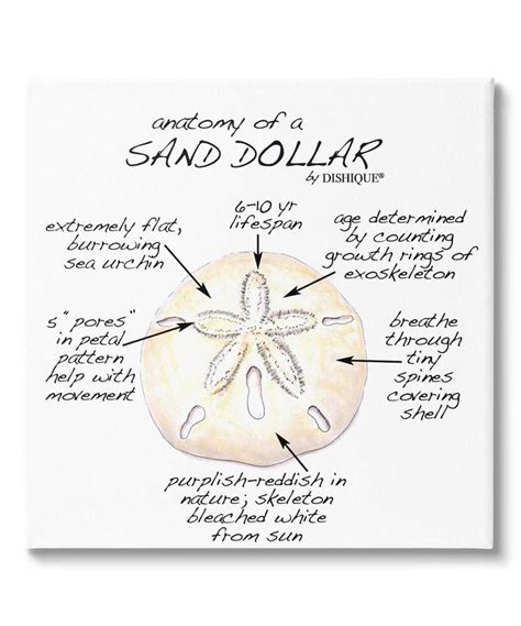 Dishique Sand Dollar Anatomy Diagram Wall Art | Sand dollar, Wall art ...