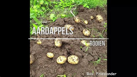 Aardappelen Rooien Hoe Oogst Ik Aardappelen Handige Tips YouTube