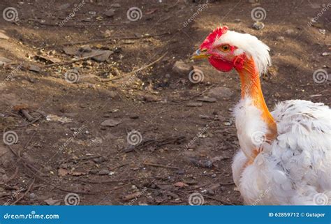 Naked Neck Chicken Transylvanian Stock Photo Image Of Neck Natural