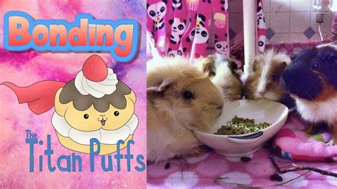 Bonding Guinea Pigs The Making Of The Titan Puffs Youtube