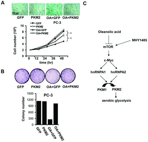 OA Suppression Of Aerobic Glycolysis Contributes To Its Anti Tumor