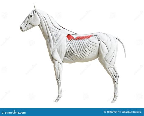 The Equine Muscle Anatomy - External Abdominal Oblique Royalty-Free ...