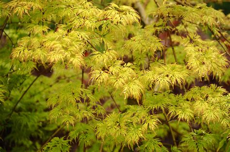 Acer Palmatum Emerald Lace