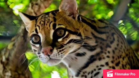 El Ocelote Especie En Peligro De Extinci N Youtube