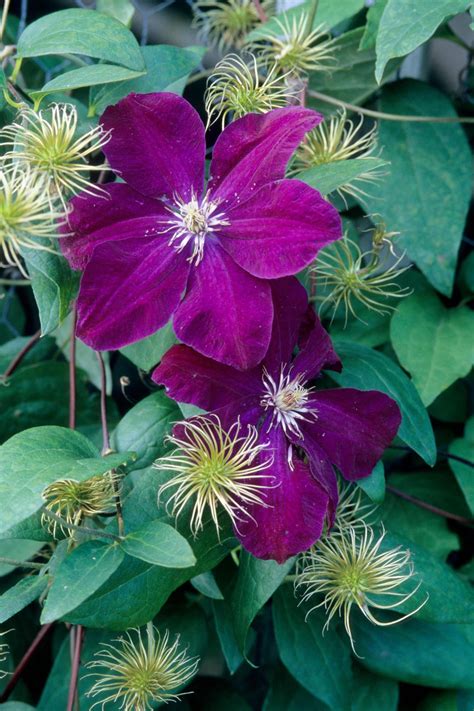 How To Plant And Care For Clematis Vine Hgtv