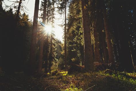 Sunlight Breaking Through Tall Conifer Trees In A Green Forest