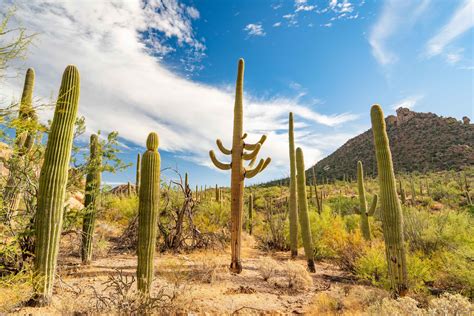 Amazing Things To Do In Saguaro National Park Photos