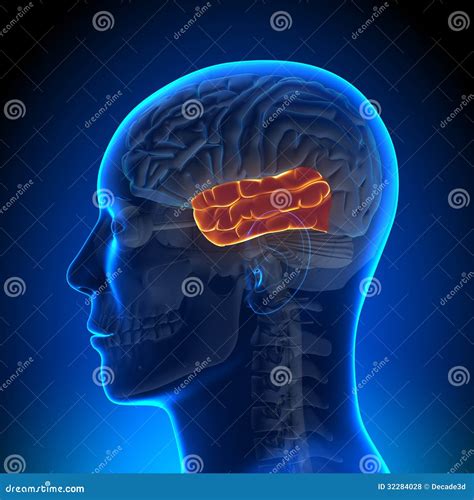 Temporal Lobe Brain Anatomy