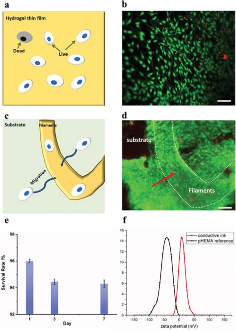 A Biocompatibility Evaluation Of The Conductive Hydrogel Shows High