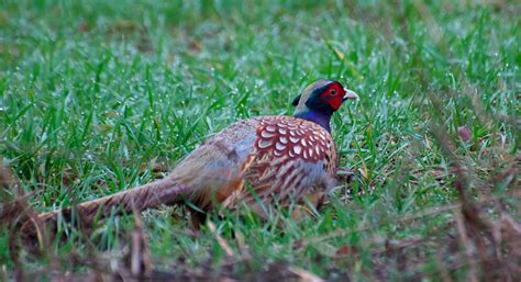 NW Bird Blog: Ring-necked Pheasant