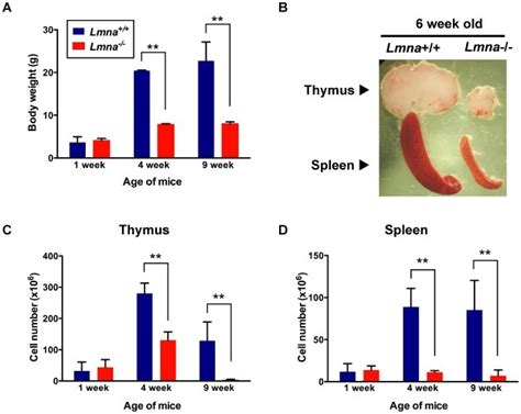 Body Weight And Splenic And Thymic Cellularity From Lmna And Lmna