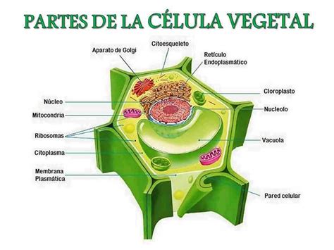 Figura 3 La Célula Vegetal Se Caracteriza Por Poseer Una Pared Celular Celulósica Y Además