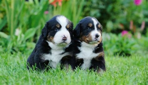 Bernese Mountain Dog Size Chart | Growth & Weight Chart