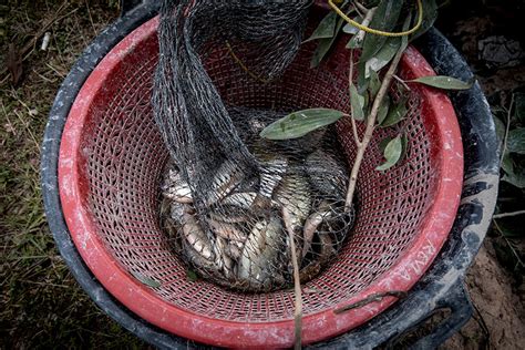 Kucing Ini Dijuluki Spesialis Lahan Basah Mongabay Co Id