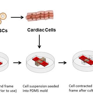 Schematic Illustration Of Fabrication Of D Cardiac Tissues A