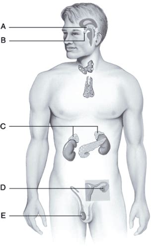 Chapter The Endocrine System Flashcards Quizlet