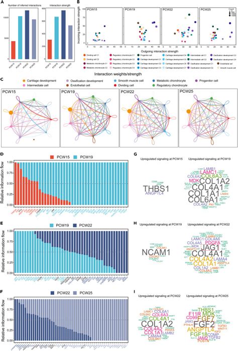 Temporal Transcriptome Features Identify Early Skeletal Commitment