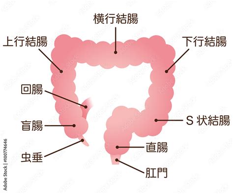 大腸 しくみ 名称 Stock イラスト Adobe Stock