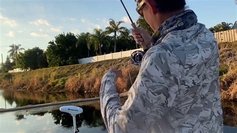 Catching Peacock Bass On Fly In Miami Canals Youtube