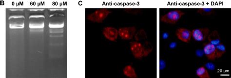 Figure S Examination Of Cellular Oxog And Apoptosis Notes A